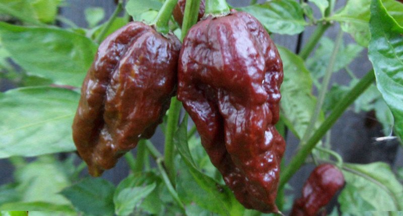 Chocolate Naga Jolokia