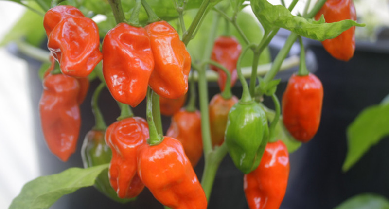 Dorset Naga