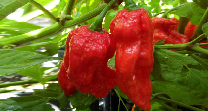 Naga Morich