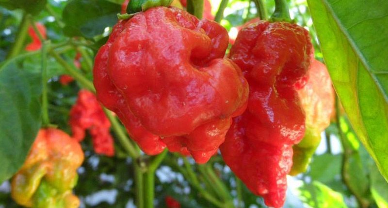 Primo chili