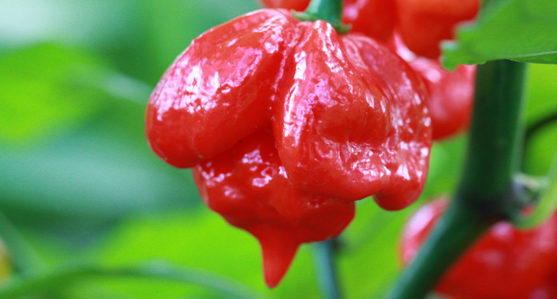 Trinidad-Scorpion-Butch-T