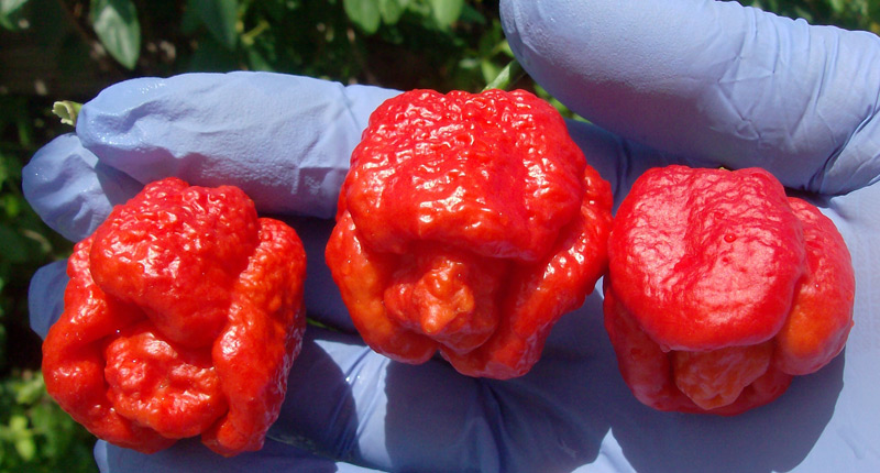 Trinidad-Scorpion-Moruga-Blend